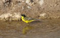 /album/some-overseas-trips/flava-wagtail-eilat-march-2009-jpg/